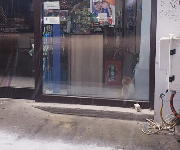 Мачка затворена во Маркет во центарот на Охрид